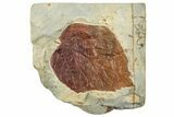 Fossil Leaf (Beringiaphyllum) - Montana #268145-1